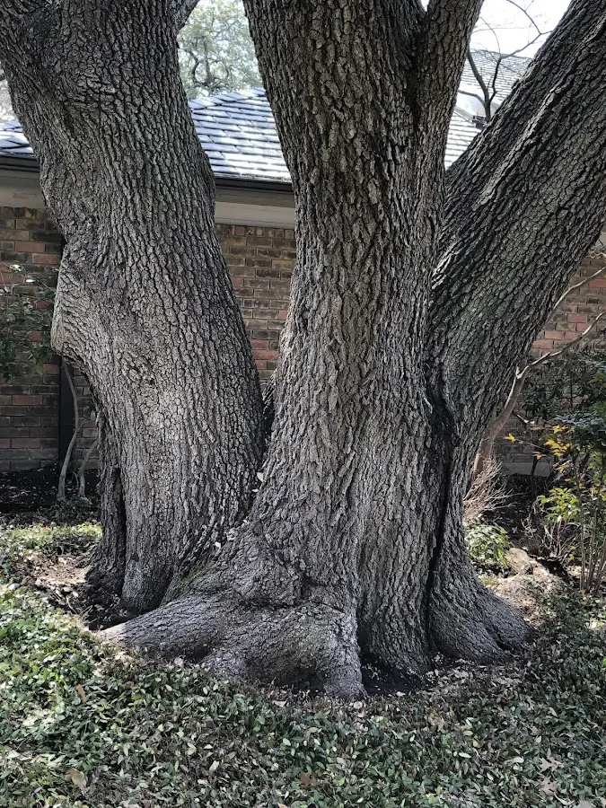 Mature heritage tree close to a Arthurdale property cared for by certified arborists